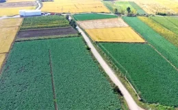 Samsun, Türkiye’nin en çok karnabahar üreten ili konumuna yükseldi