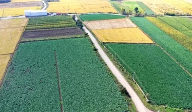 Samsun, Türkiye’nin en çok karnabahar üreten ili konumuna yükseldi