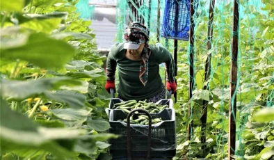 Antalya’da Tarım Sektöründe İş Gücü Sorunu Yaşanıyor