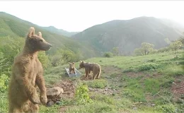Prof. Dr. Şağdan Başkaya: Yaban hayvanları küresel ısınmadan kısa sürede etkilenmez