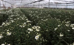 İzmirli Çiçek Üreticileri Sevgililer Günü Öncesi Hasat Yoğunluğu Yaşıyor