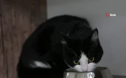 Mersin’de saplandığı demirden kurtarılan kedi sağlığına kavuştu