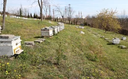 OMÜ Ziraat Fakültesi’nden bal arılarıyla ilgili önemli açıklama
