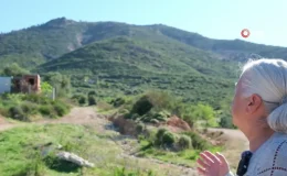 3 gün boyunca yandı, yeniden orman olması 30 yıl sürecek