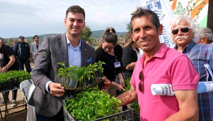 Bodrum Belediyesi Atalık Yerli Tohumları Üreticilere Hibe Etti