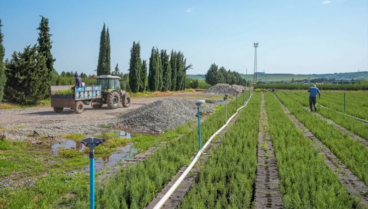 Diyarbakır Orman Fidanlık Müdürlüğü’nde Her Yıl 3 Milyon Fidan Yetiştiriliyor