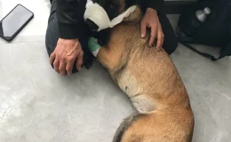 İstanbul Balat’ta vurulan köpeğin bekçi tarafından ateş edilmesiyle ilgili açıklama