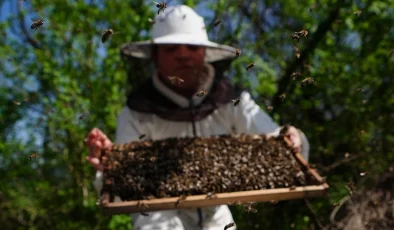 İstanbul’da üst düzey yöneticilik yapan kadın, köye yerleşip arıcılıkla uğraşıyor