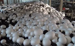 Kadın girişimci evinin önünde kurduğu serada mantar yetiştiriyor