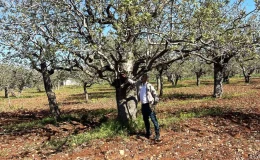 Şanlıurfa Tarım ve Orman İl Müdürlüğü, fıstık üretimi için ilaçlama çağrısı yapıyor