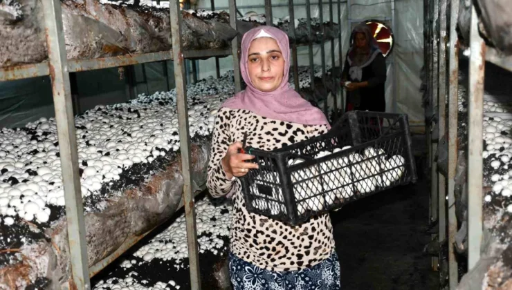 Şanlıurfa’da Siverekli kadın girişimci mantar yetiştiriyor