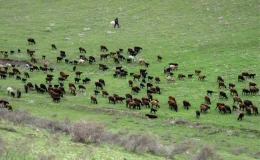 Tacikistan’da Hisar Koyunları: Kârlı ve Dayanıklı Bir Besi Hayvanı