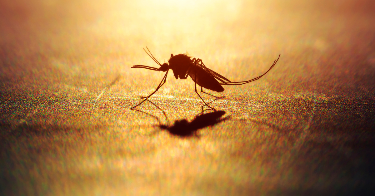 Batı Nil Virüsü nasıl bulaşıyor?