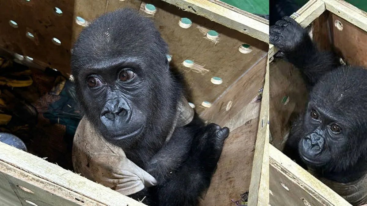 İstanbul Havalimanı’nda goril yakalandı! Ekipler gözlerine inanamadı!