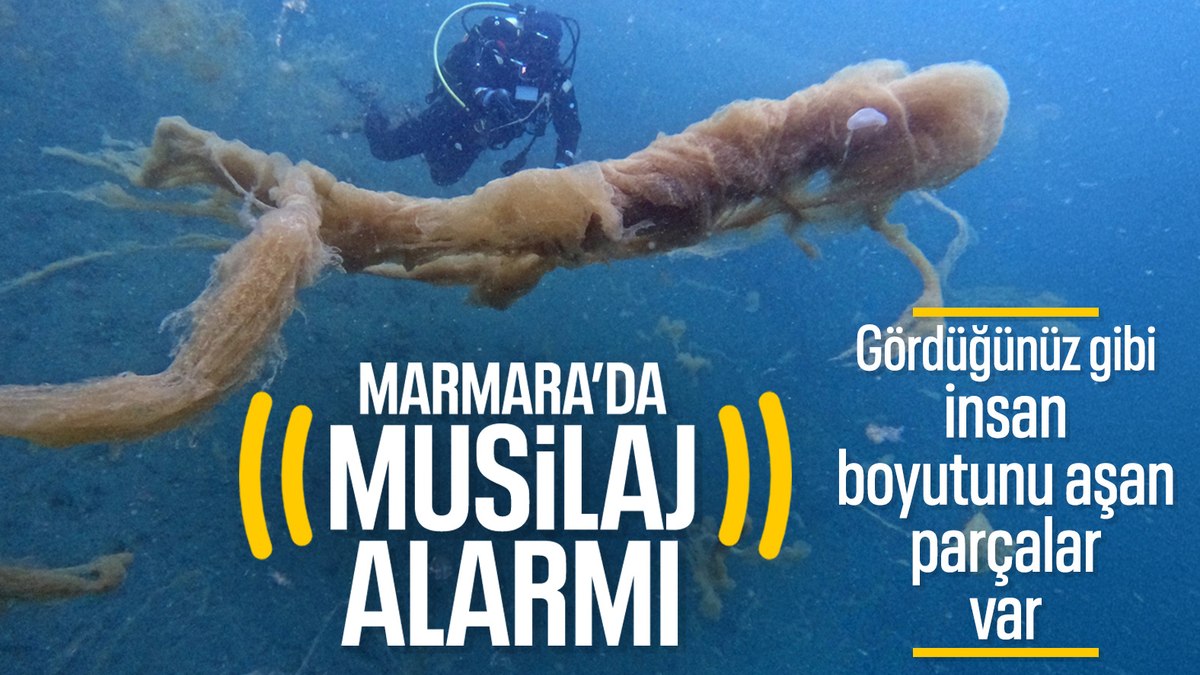 Kocaeli Gölcük’te müsilaj alarmı: İnsan boyutuna ulaştı