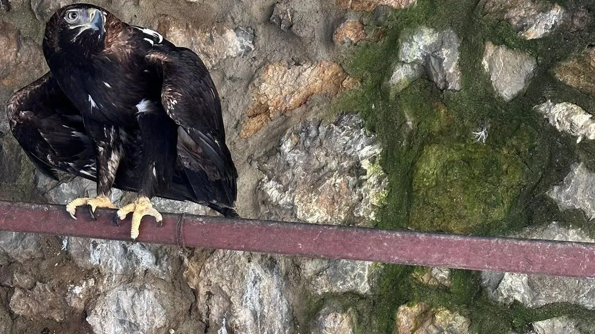 Timsah, Kartal ve Anakonda Yılanı buldular