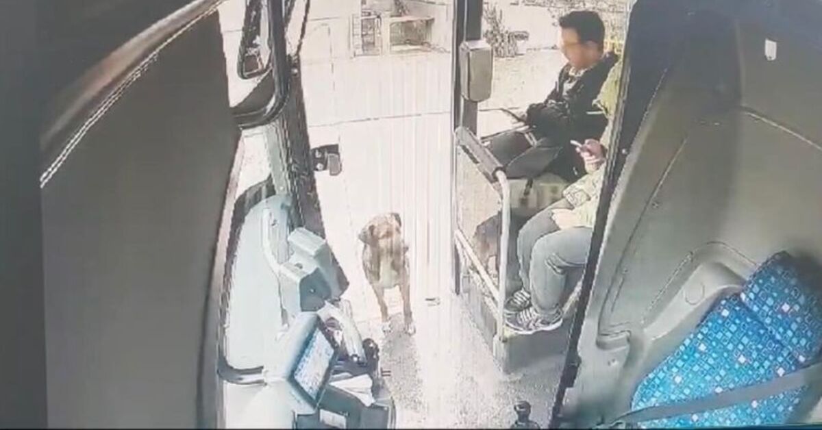 Yağmurda ıslanan köpek otobüse bindi