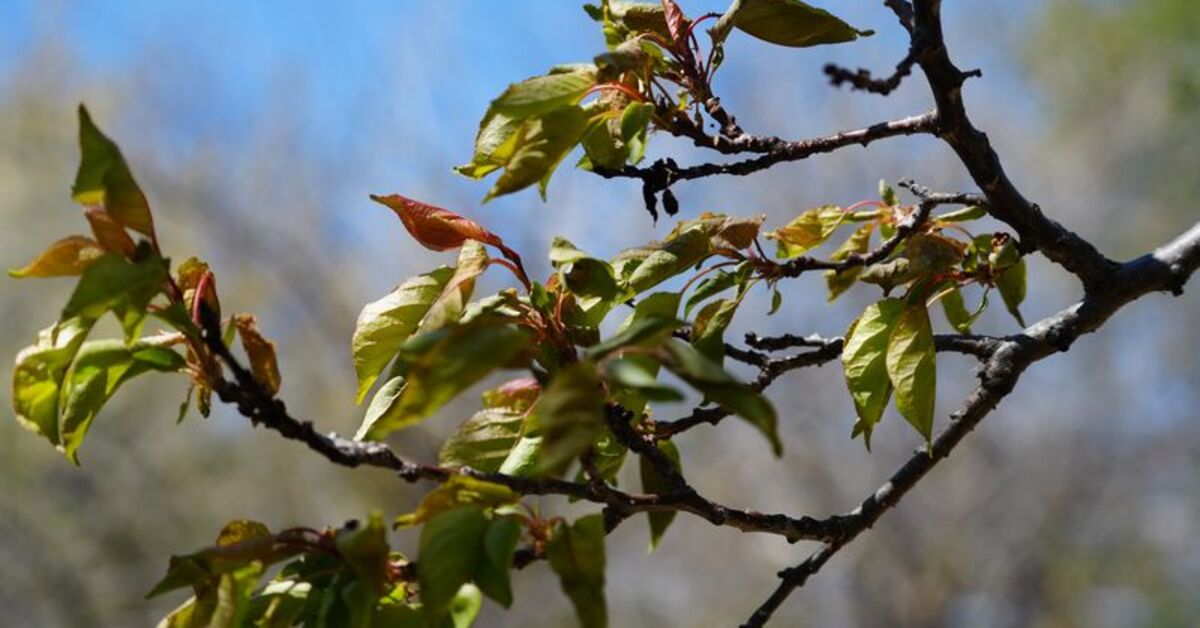 Zirai don vurdu! Soğuklara veda